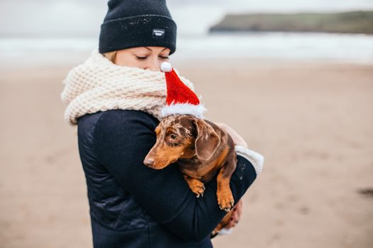 Minature Dachshund with a santa hat on Polzeath beach