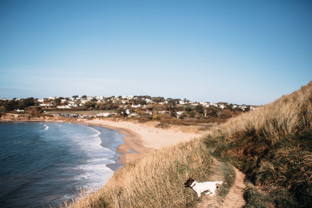 Dog overlooking Daymer Bay, North Cornwall
