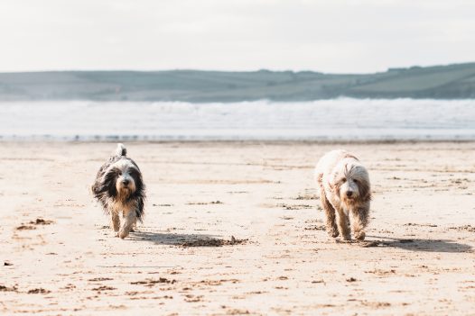 Dogs playing on Rock beach, North Cornwall