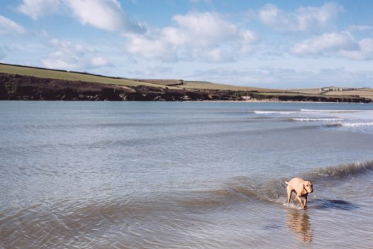 Owner and dog on Rock beach, North Cornwall