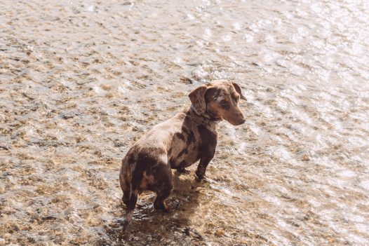 Dog on the beach, Rock, North Cornwall