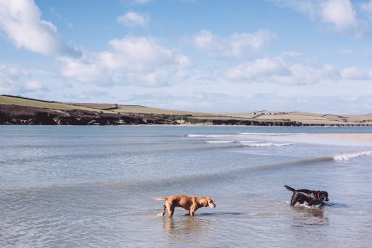 Dogs splashing in the water at Rock beach