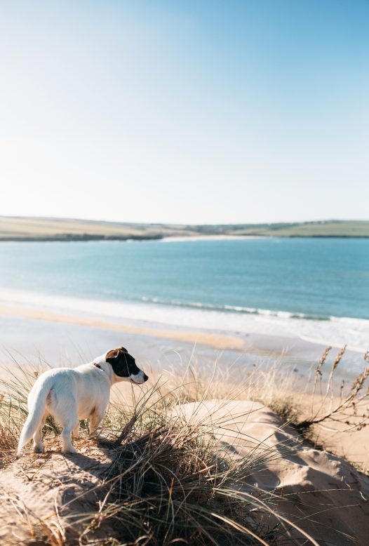 Rock and Daymer Bay beaches are dog friendly all year round