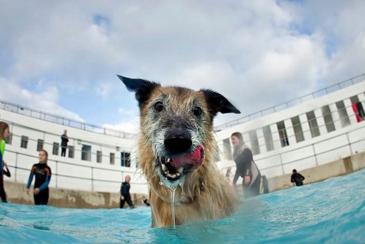 Dogs enjoying the Jubilee Pool in Penzance