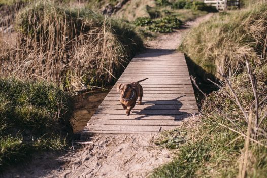 Dog exploring Baby Bay, Polzeath, North Cornwall