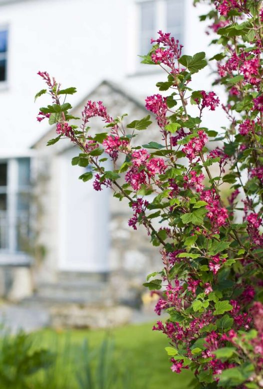 Gardens at Penquite, a self-catering holiday cottage near Port Isaac, North Cornwall