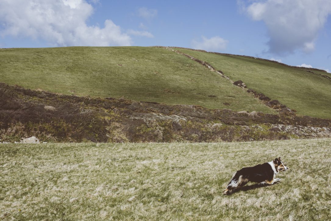 Fields above Port Quin, North Cornwall