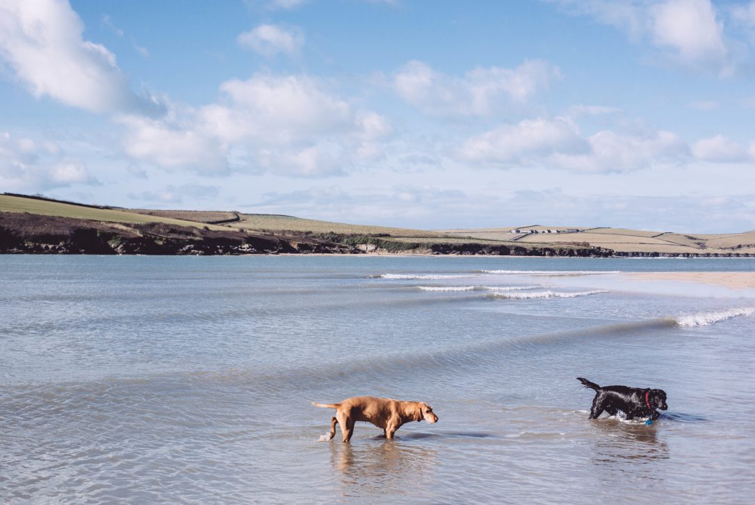 Dogs on Rock beach, Rock, North Cornwall