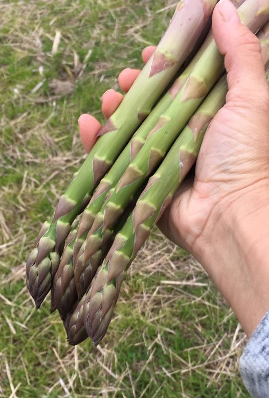 St Enodoc asparagus, Daymer Bay, North Cornwall