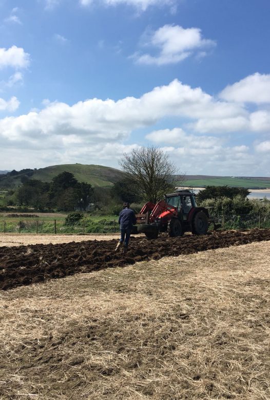 St Enodoc asparagus, Daymer Bay, North Cornwall