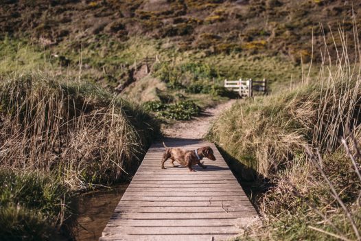 Polzeath is now dog friendly all year round (with just a time restriction during the summer holidays)