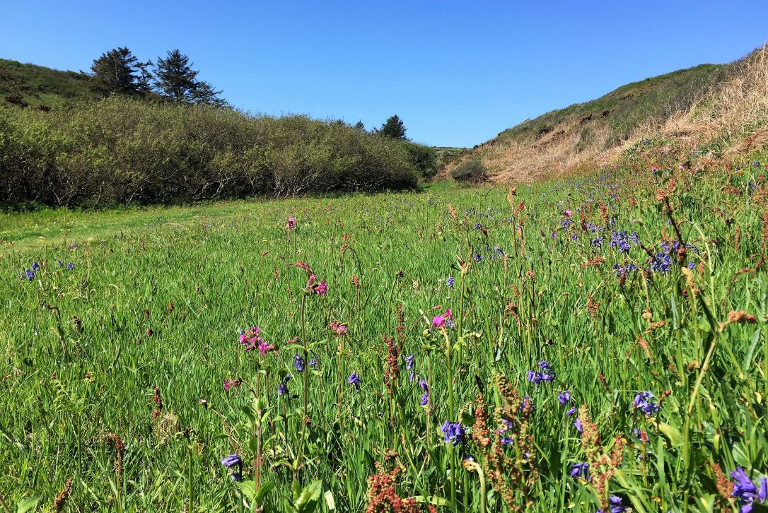 Wildflowers at Lundy Bay, near Polzeath, North Cornwall