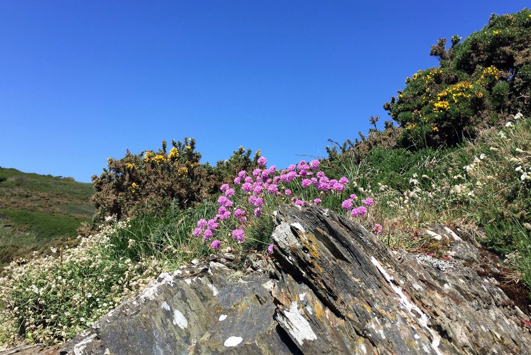 Coastal path near Polzeath, North Cornwall