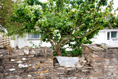 Apple tree outside Little Riggs, a self-catering holiday home in Rock, North Cornwall