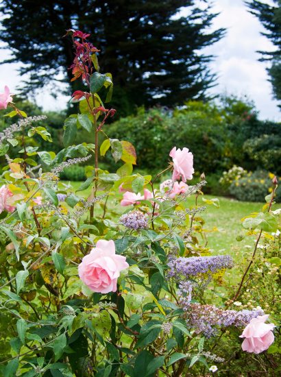 Flowers in the garden at Little Riggs, a self-catering holiday home in Rock, North Cornwall